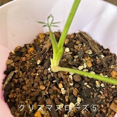 クリスマスローズ⑤ 
の画像
