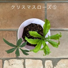 クリスマスローズ⑤ 
の画像
