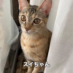 甘えん坊のむぎわら柄の女の子