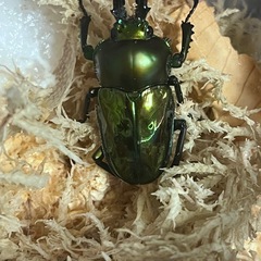 ニジイロクワガタ「オス」の画像