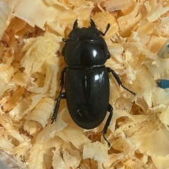 「ペア」アルキデスヒラタクワガタの画像