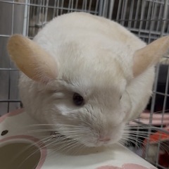 チンチラ好きなお友達募集