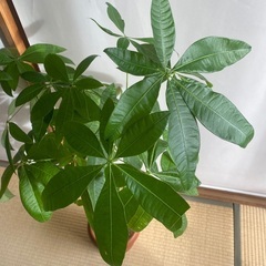 ①110cm程度　パキラ　3本仕立て　7号鉢　曲がり　観葉植物の画像