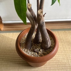 ①110cm程度　パキラ　3本仕立て　7号鉢　曲がり　観葉植物の画像