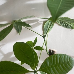 ②110cm程度　観葉植物　パキラ　3本仕立て　曲がり　の画像