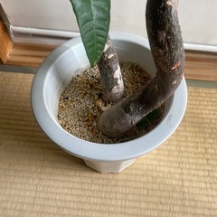 ②110cm程度　観葉植物　パキラ　3本仕立て　曲がり　の画像