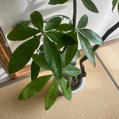 ②110cm程度　観葉植物　パキラ　3本仕立て　曲がり　の画像