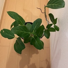 観葉植物フィカス曲げ途中 の画像