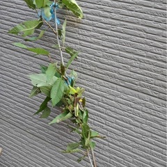 さくらんぼの木 ミョウガ コキアお譲りい致しますの画像