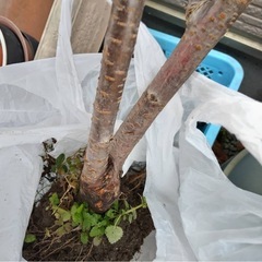 さくらんぼの木 ミョウガ コキアお譲りい致しますの画像