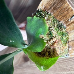 ビカクシダ　ネザーランド訳あり　の画像