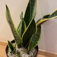 サンセベリア観葉植物の画像