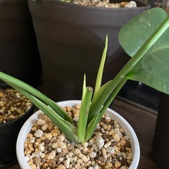 観葉植物モンステラ花キリンフィカスの画像