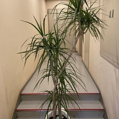 観葉植物　コンシネ　高さ１７５センチの画像
