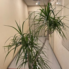 観葉植物　コンシネ　高さ１７５センチの画像