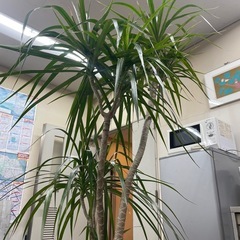 観葉植物　コンシネ　高さ１７５センチの画像