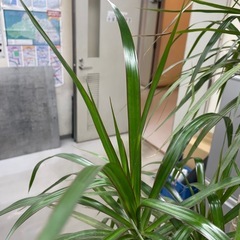 観葉植物　コンシネ　高さ１７５センチの画像