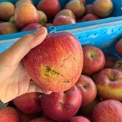 長野県産　シナノスイート　家庭用りんごの画像