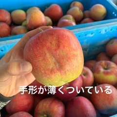 長野県産　シナノスイート　家庭用りんごの画像