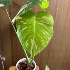 観葉植物　モンステラ　タイコンステレーションの画像