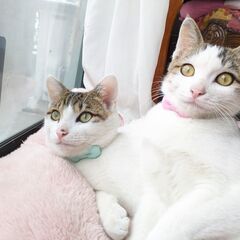 仲良し兄妹 推定生後４ヶ月のキジ白 ぽん吉＆もも