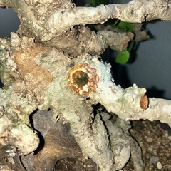 ちょいイボ　オオハマボウ　盆栽　塊根の画像