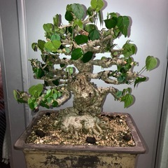 ちょいイボ　オオハマボウ　盆栽　塊根の画像