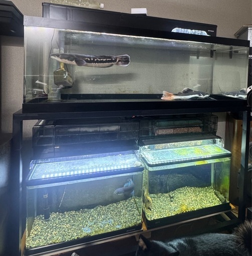 アクリル1200 曲げガラス600×2水槽3本フルセット