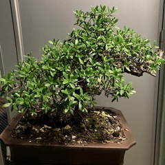 ハマシタン　盆栽の画像