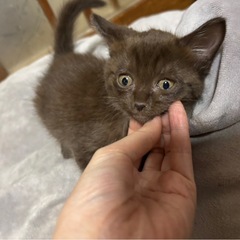 🔮珍しいブラウン色の子猫ちゃん🔮