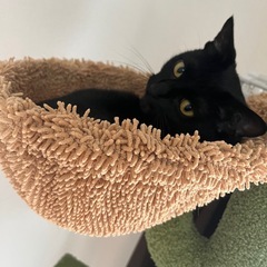🙇🏻‍♀️‪‪🙇🏻‍♀️黒猫♀超ﾋﾞﾋﾞﾘ超甘えん坊