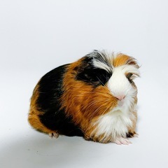 コロネット　♀ 販売中❗️