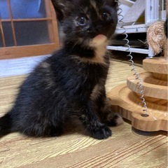 🤗あごの色が可愛いサビちゃん🤗