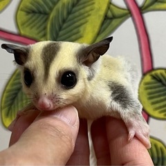 フクロモモンガ プラチナ 男の子𓂃·̩͙❅🍁