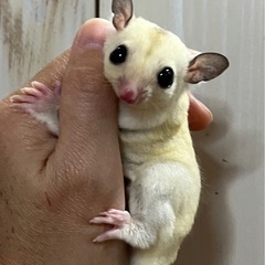 フクロモモンガ 美形 プラチナモザイクホワイトフェイス 男…