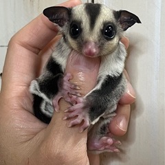 フクロモモンガ 小顔のイケメン ノーマルpossプラチナ …