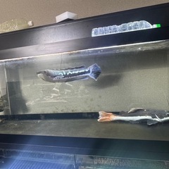 アクリル1200 曲げガラス600×2水槽3本フルセットの画像