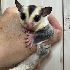 フクロモモンガ 小顔人気のホワイトフェイスpossプラチナ 女の子♥️