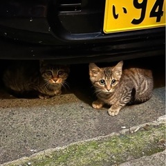 子猫