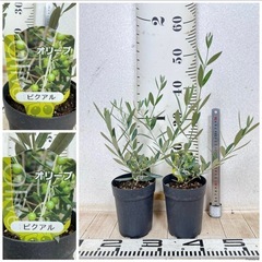 【植物】《まとめ売り》オリーブ苗 8鉢の画像