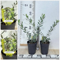 【植物】《まとめ売り》オリーブ苗 8鉢の画像
