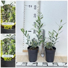 【植物】《まとめ売り》オリーブ苗 8鉢の画像