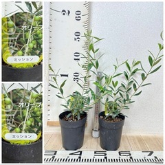 【植物】《まとめ売り》オリーブ苗 8鉢の画像