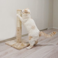 キャットタワー　爪研ぎポールの画像