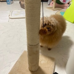 キャットタワー　爪研ぎポールの画像