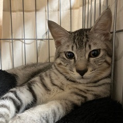 サバトラのイケメン男の子