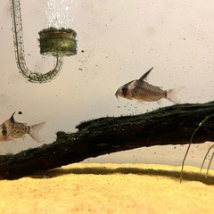熱帯魚 飼育セット一式の画像