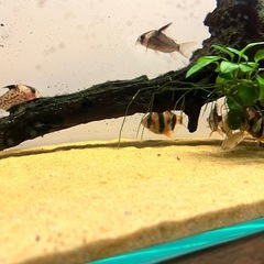 熱帯魚 飼育セット一式の画像