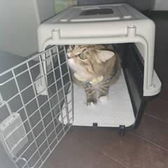 ペット用ゲージ差しあげます。の画像