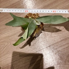 ビカクシダ　E-1 ①  の画像